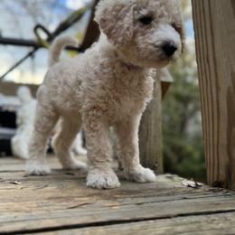 Bernedoodle and Double Doodle Puppies from ETX Dandy Doodle