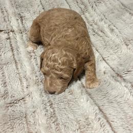 Girl 2 - Buff female Cockapoo puppy in Bristow, Oklahoma from 10-Acre Woods Cockapoos