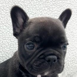 French Bulldogs from Bush Hill Frenchies