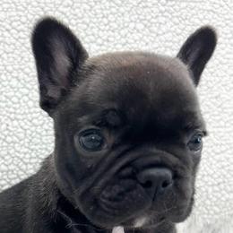 French Bulldogs from Bush Hill Frenchies