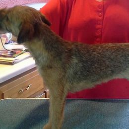 Border Terriers from Tina's Border Terriers