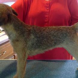 Border Terriers from Tina's Border Terriers
