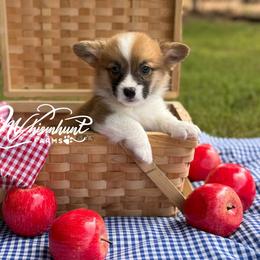 Red - fluff carrier - Red male Pembroke Welsh Corgi puppy in Nashville, Arkansas from Whisenhunt Farms