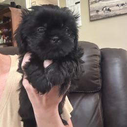 Shadow - Black male Shih Tzu puppy in Hickory, North Carolina from PAWSitive Breeders of the Carolinas