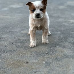 Kahlua - Red speckled Australian Cattle Dog puppy in Ellensburg, Washington from Boondock Bandits