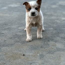 Kahlua - Red speckled Australian Cattle Dog puppy in Ellensburg, Washington from Boondock Bandits