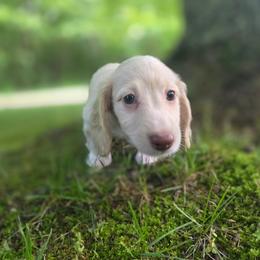 Boris - Cream male Dachshund puppy in Grant, Michigan from Red Pyne Dashchuands