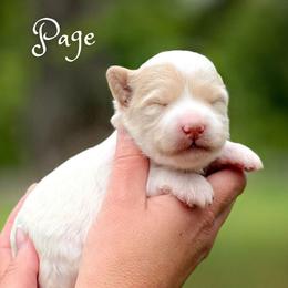 Page - Parti female Goldendoodle puppy in Cleveland, Tennessee from Edgewater Doodles & Designer Pups