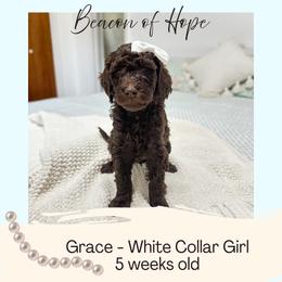 Grace - Chocolate female Goldendoodle puppy in Montgomery, Texas from Dacus Doodles