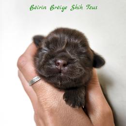 Shih Tzu Puppies from Beirin Breige Shih Tzus
