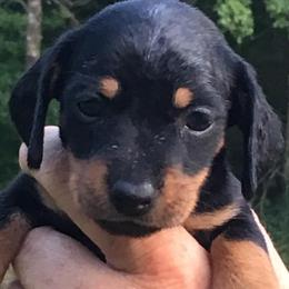 Dachshunds from Purebred Dachshunds