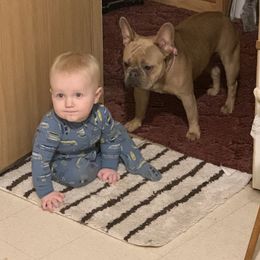 Boston Terrier and French Bulldog Puppies from High Plains