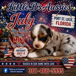 Girl 2 - Blue merle female Miniature Australian Shepherd puppy in Port Saint Lucie, Florida from Charlene Brannon's Mini Australian Shepherds
