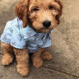 Goldendoodle Puppies from The Doodle Spot