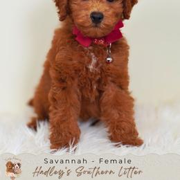 Savannah - Red  female Goldendoodle puppy in Norcross, Georgia from Teddy Puppies