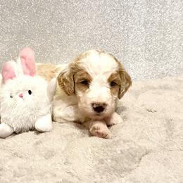 REMI - Parti male Goldendoodle puppy in Temecula, California from Doodle Dreams