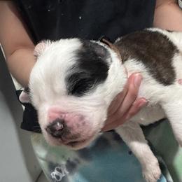 Saint Bernard Puppies from M&R SKYHAVEN SAINTS