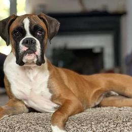 Boxer All Grown Up from Kimberly's Boxers