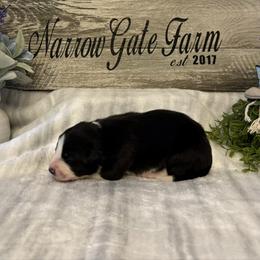 Demi - Black and white female Border Collie puppy in Moody, Texas from Narrow Gate Farm