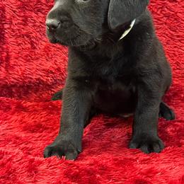 Male 7 Black - Grey Collar - Black male Labrador Retriever puppy in Beaverdam, Virginia from Gold Heart Labradors