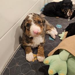 Purple collar - Merle female Bernedoodle puppy in Shelby, North Carolina from Forever Grateful Doodles