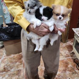 Pomeranian Puppies from La Belle Pomeranians