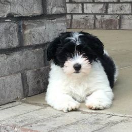 Havanese Puppies from Cralyn's
