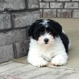 Havanese Puppies from Cralyn's