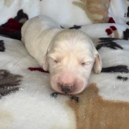 Piglet - Cream male Dachshund puppy in Vancouver, Washington from Cascade Minis