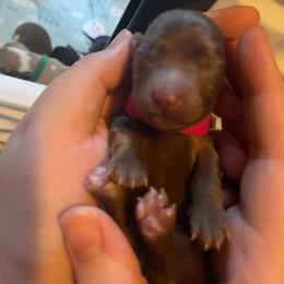 Arla - Chocolate female Dachshund puppy in Mobile, Alabama from Ruff Patch Doxie Den