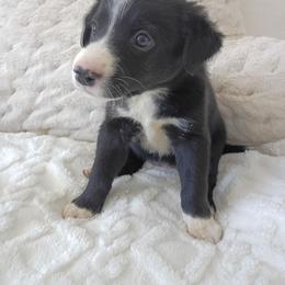 Minnie border collie Australian mix - Black and white female Border Collie puppy in Paradise, California from Richview Shihtzu