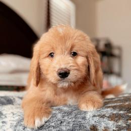 Jackson, Boy - Red  male Goldendoodle puppy in Maricopa, Arizona from Desert Ridge Doodles