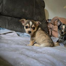 Tetris - Fawn and white male Chihuahua puppy in Springfield, Missouri from Carly Parker