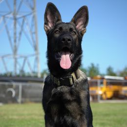 German Shepherd Puppies from Key Star German Shepherds