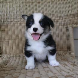 Hershey - Black and tan male Pembroke Welsh Corgi puppy in Arcanum, Ohio from Weissway Corgis