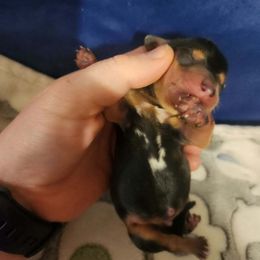 Dachshund Puppies from Wootens Wünderhunds
