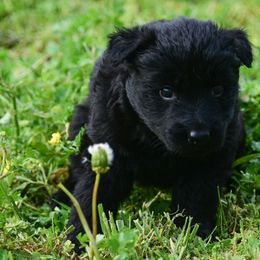 Purple Girl - Black German Shepherd puppy in Clarkrange, Tennessee from Vom Wolff