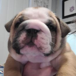 Dexter boy 4 - Fawn male Bulldog puppy in Fort Gaines, Georgia from Carrie's Bulldogs