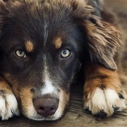 Australian Shepherds, Dachshunds, and Miniature Australian Shepherds from Outlaw Aussies & Doxies