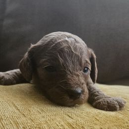 Stitch - Red male Cavapoo puppy in Jarrell, Texas from Grapeshot Poodles & Doodles