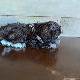 Shih Tzu Puppies from Morgan's Shih Tzus