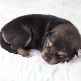Reti - Green - Agouti and white male Alaskan Malamute puppy in Independence, Virginia from New River Valley Malamutes