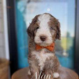 Alan - Merle male Labradoodle puppy in Danville, Indiana from Marley’s Doodle Ranch