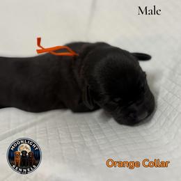 Flynn Orange Collar - Black male Labrador Retriever puppy in Elloree, South Carolina from Moonlight Kennels LLC