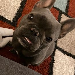 French Bulldogs from Ashley's French Bulldogs