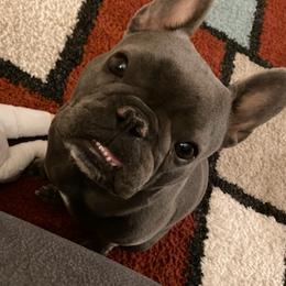 French Bulldogs from Ashley's French Bulldogs