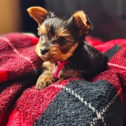 Rosie - Black and tan Yorkshire Terrier puppy in Brooklyn, New York from York Terrier Treasures