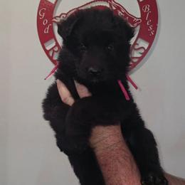 Solid Black long coat pink collar - Black female German Shepherd puppy in Clinton, Arkansas from 501 Shepherds