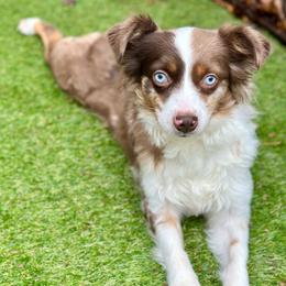 Miniature Australian Shepherd puppies from Dusty Spring Australian Shepherds, LLC