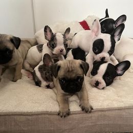 French Bulldog and Pug Puppies from AZPUGFRENCHIECONNECTION